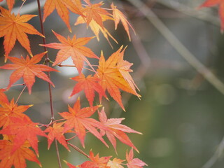 秋　紅葉したモミジの葉