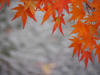 秋　紅葉したモミジの葉