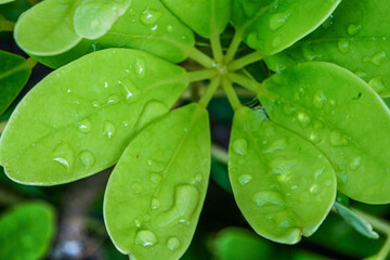 water drops on green leaf