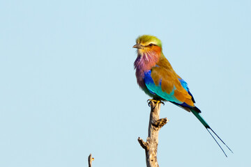 Colorful Lilac-Breasted Roller Portrait in Namibia Africa