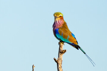 Colorful Lilac-Breasted Roller Portrait in Namibia Africa