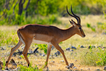 Impala Portrait in Etosha National Park Namibia Africa