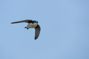 Tree Swallow Flies Towards Photographer on a Sunny Day