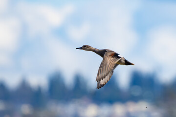 Fototapeta na wymiar Male Gadwall Duck Takes Flight from Edmonds Marsh