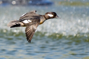 Female Bufflehead Duck in Flight Near Puget Sound