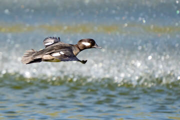 Fototapeta premium Female Bufflehead Duck in Flight Near Puget Sound
