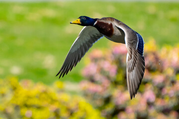 Colorful Mallard Ducks in Flight on a Sunny Day
