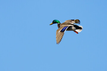 Obraz premium Colorful Mallard Ducks in Flight on a Sunny Day