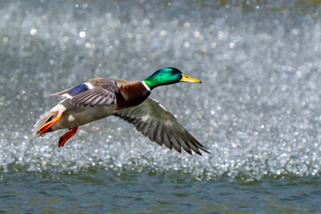 Obraz premium Colorful Mallard Ducks in Flight on a Sunny Day