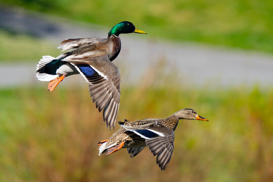 Colorful Mallard Ducks in Flight on a Sunny Day