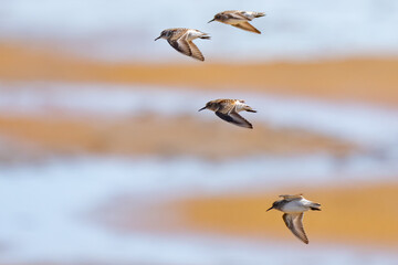 Least Sandpipers in Flight Over Nisqually Mudflats - obrazy, fototapety, plakaty