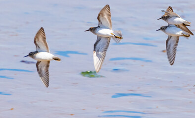 Least Sandpipers in Flight Over Nisqually Mudflats