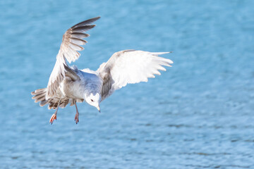Fototapeta na wymiar Short-Billed Gull Pounces on a Worm on a Nisqually Mudflat
