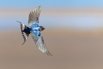 Beautiful Blue Barn Swallow in Flight Over Pastel Background - obrazy, fototapety, plakaty