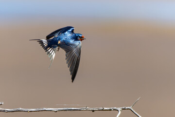 Beautiful Blue Barn Swallow in Flight OverPastelBackground