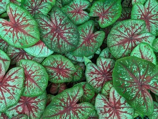 Red and green heart shaped Caladium leaves