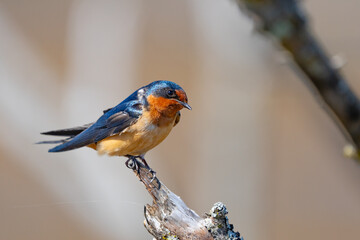 Beautiful Blue Barn Swallow Over Pastel Background