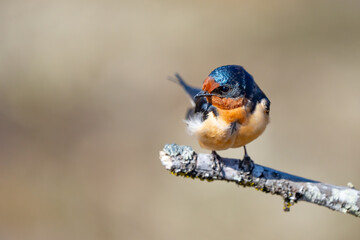 Beautiful Blue Barn Swallow Over Pastel Background