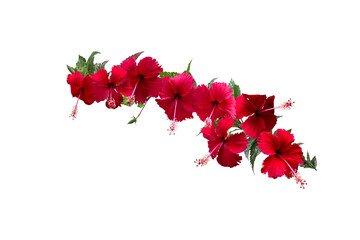 Close-up of a blooming red hibiscus flower isolated on transparent background png file.