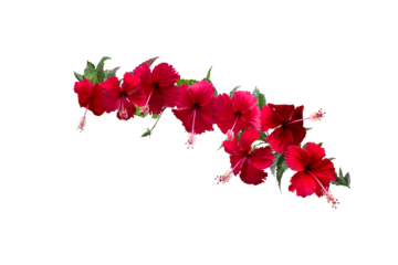 Close-up of a blooming red hibiscus flower isolated on transparent background png file.