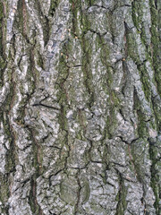The texture of the bark of an old willow