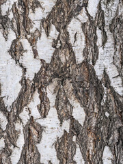 Fototapeta premium The texture of the birch bark.