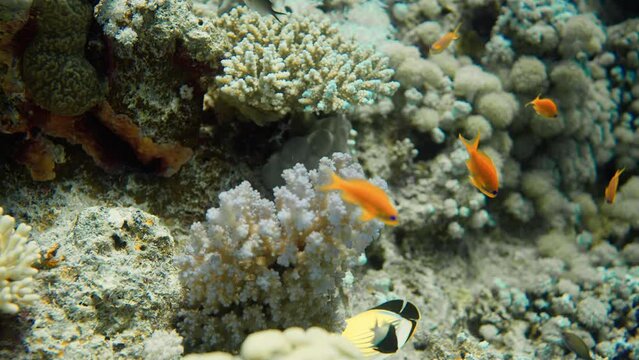 Pair of Exquisite or Blacktail butterflyfish (Chaetodon austriacus) feeding off at the bottom of the Red Sea,  Egypt.