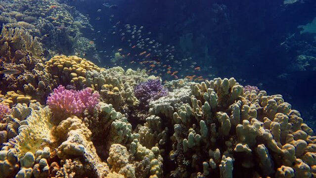 Reef coral scene - School of Lyretail Anthias or Sea Goldie (Pseudanthias squamipinnis) swims near Lettuce coral or Yellow Scroll Coral (Turbinaria reniformis). Tropic colorful seascape.