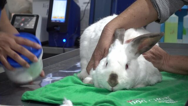 Close-up shot of a white bunny laying on the vets table cleaning a thermometer