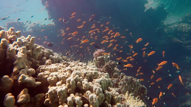 sunrays shine on a wonderful underwater world with corals and sea goldies