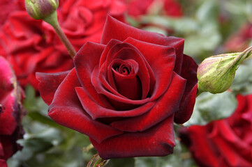 Single dark red rose bloom. Rosa 'Black Magic' (Tankalcig).           