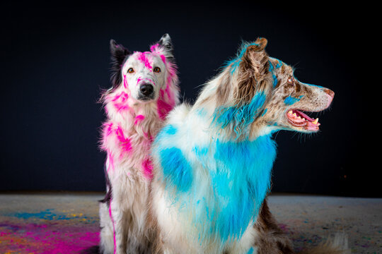 Border collie com p&oacute; colorido em seu pelo