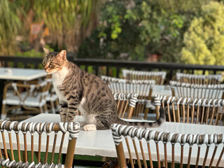 naughty cat on a table
