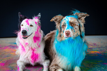 Naklejka premium Border collie com pó colorido em seu pelo