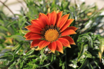 Vibrant Blooming Flower: Delicate Petals and Freshness in Nature