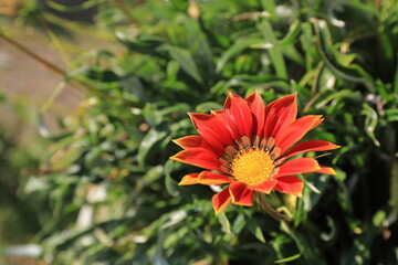 Vibrant Blooming Flower: Delicate Petals and Freshness in Nature