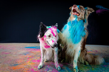 Border collie com pó colorido em seu pelo