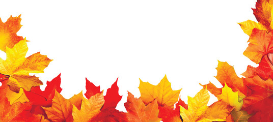 Naklejka na ściany i meble Colorful maple leaves close-up isolated on white background. Vector illustration 