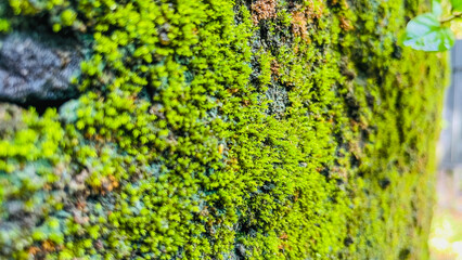 green moss on the wall