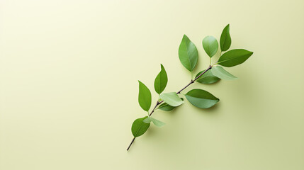 A simple concept with a fresh green branch on a beige background. is flat lay and has copy space available.