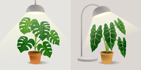 Indoor plant pots with lamps.