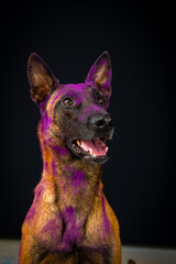 Border collie com pó colorido em seu pelo