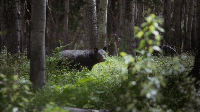 Wild black bear in the forest looking to the camera. Slow motion. 