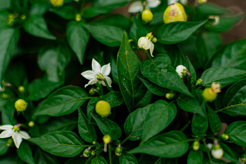 small bushes of burning bitter pepper. natural seasoning