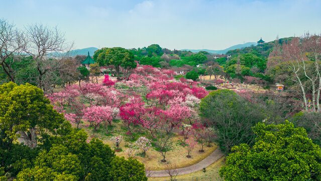 The plum blossom in full bloom scenario