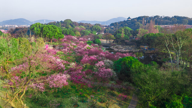 The plum blossom in full bloom scenario