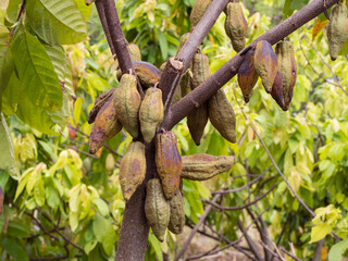 Cocoa fruit on cacao tree for chocolate production