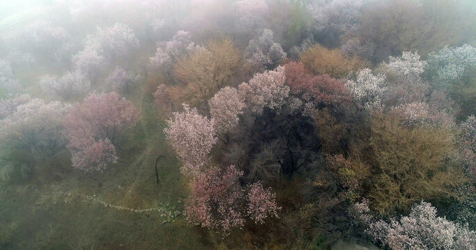 Xinjiang hami: cold air strikes, wild apricot flowers bloom