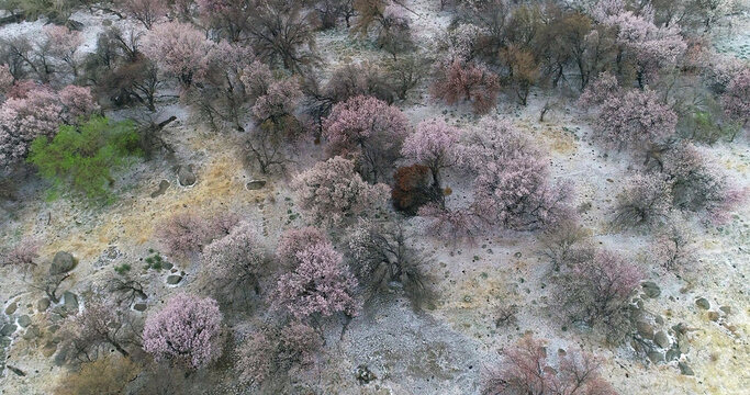 Xinjiang hami: cold air strikes, wild apricot flowers bloom
