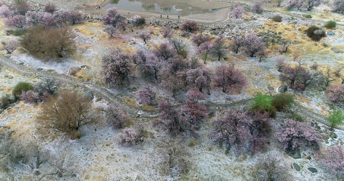 Xinjiang hami: cold air strikes, wild apricot flowers bloom
